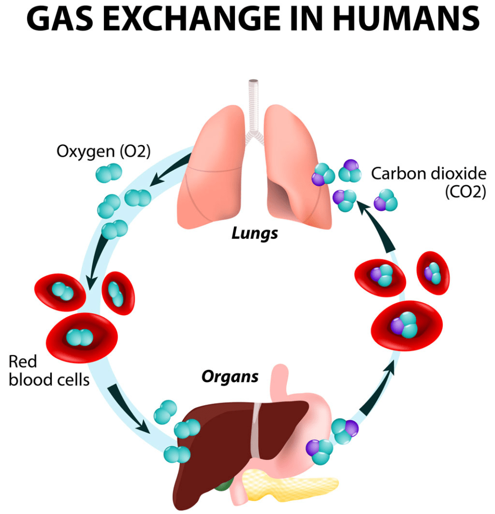 RBC Caring O2 with the help of Hemoglobin 