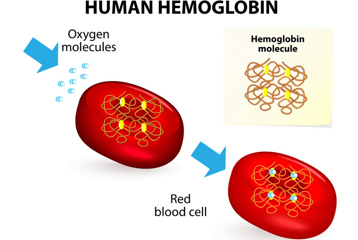 Human Hemoglobin